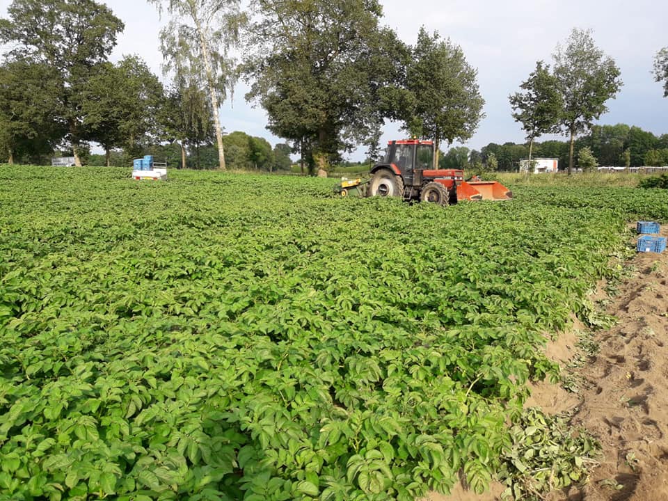 Nieuwe Oogst 2020 Lensink Aardappelen